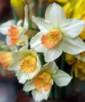 White Narcissus