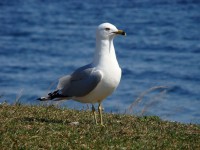 Seagull The Observer