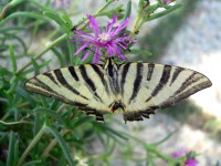 Scarce Swallowtail