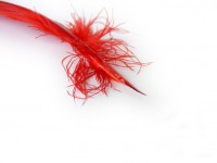 Red Feather