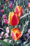 Washington Tulips