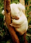 Rare Albino Koala