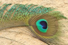 Peacock Feather