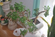 Jade Plant