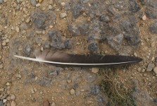 Lost Feather