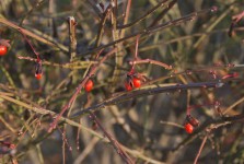 Berries On The Bush