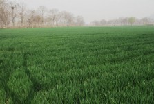 Wheat Field