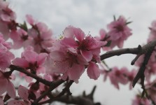 Peach Blossoms