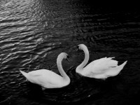 Swans