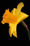 Daffodil Flower