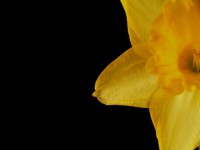 Yellow Daffodil