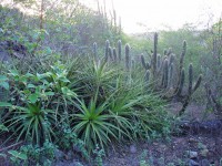 Plants Of Northeast Brazil