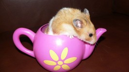 Hamster In A Teapot