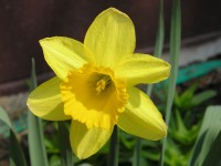 Daffodil