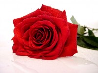 Red Rose