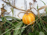 Gourd On Fence
