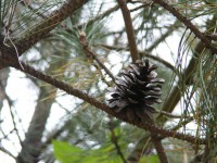 Pinecone In Tree