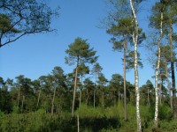 Dutch Forest