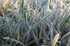 Morning Frost