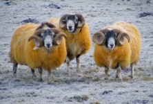 Yellow Sheep