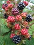 Unripened Blackberries