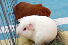 A Pair Of Guinea Pigs