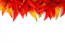 Autumn Leaf Frame