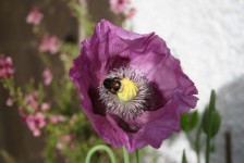 Bee On Purple Poppy Flower