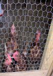 Chickens In A Cage