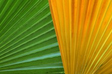 Colorful Palm Leaves