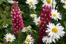 Daisies And Lupins