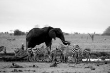 Elephant And Zebras