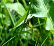 Grasshopper In Grass