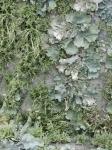 Green Moss Lichen