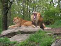 Lions