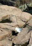 Pigeon On Rock Boulder