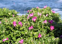 Pink Flower Bush And Ocean