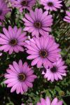 Purple African Daisy Blooms