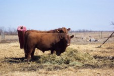 Red Angus Bull In Field