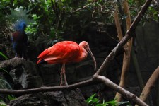 Red Beautiful Bird