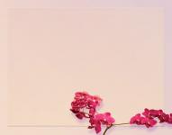 Red Orchid Background