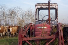 Red Tractor & Cattle