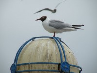 Seagull On A Lamp