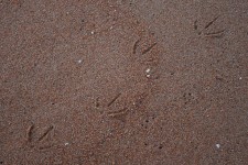 Seagull Tracks In Beach Sand