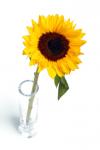 Sunflower In Vase