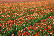 Tulip Field Background