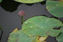 Water Drops On Lily Pad