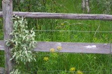 Weathered Fence Post
