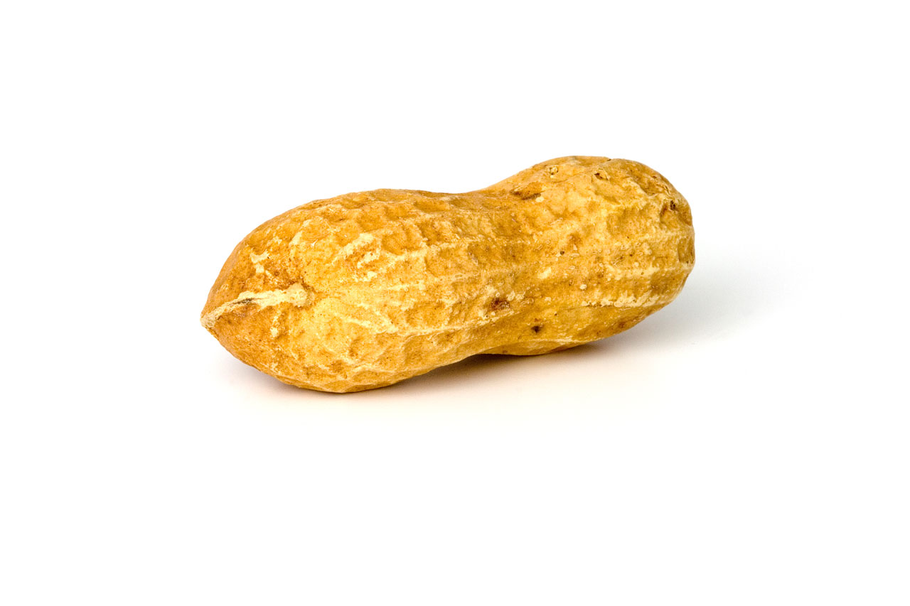 A single peanut on white background