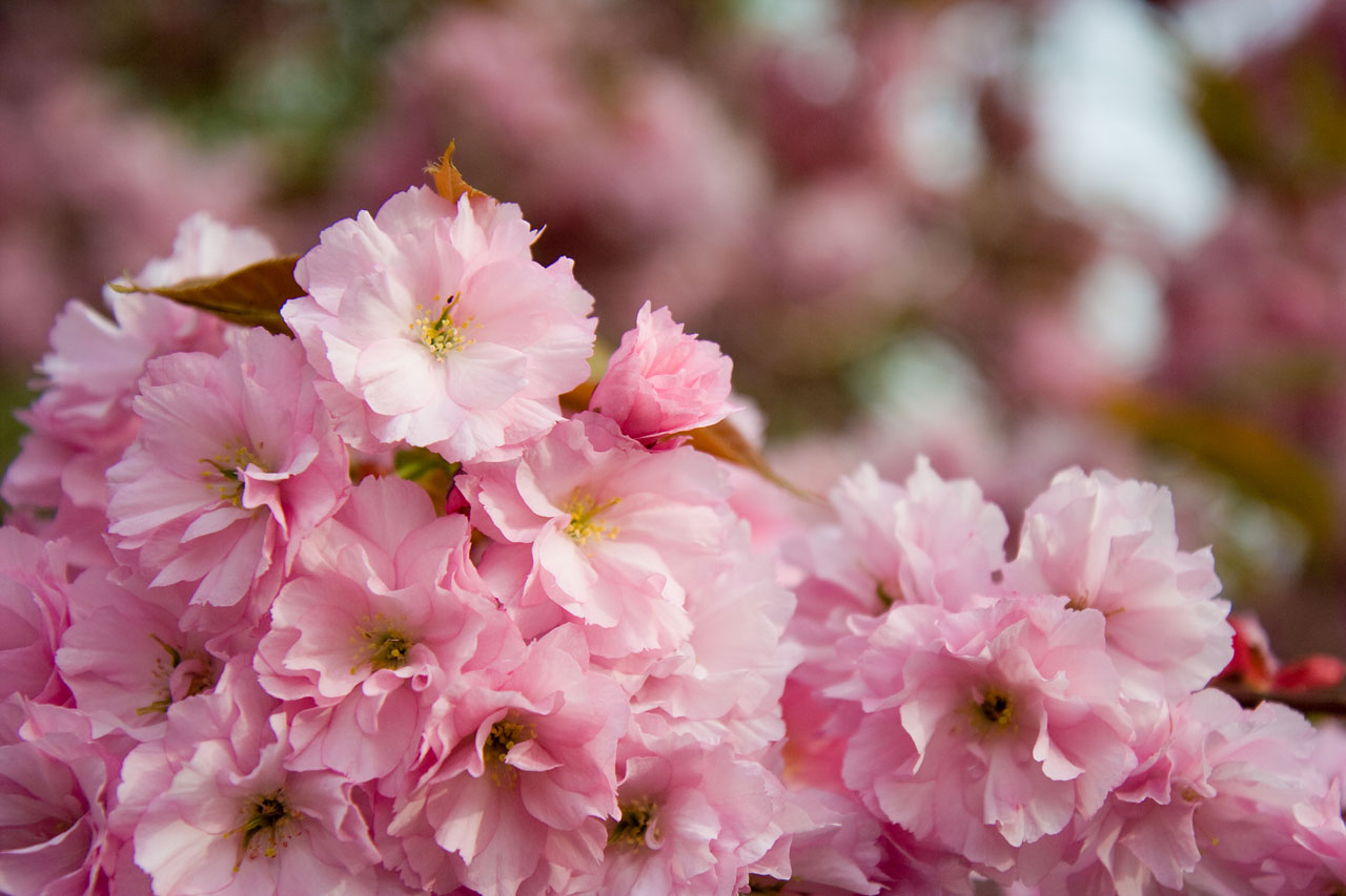 Sakura tree in blossom